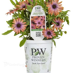 Bright Lights Horizon Sunset African Daisy Osteospermum hybrid