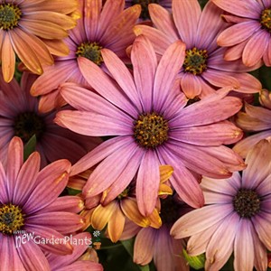 Bright Lights Horizon Sunset African Daisy Osteospermum hybrid