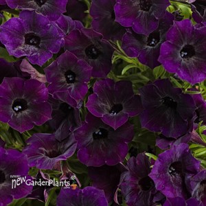 Supertunia Mini Vista Midnight Petunia hybrid