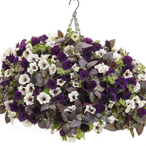 Supertunia Mini Vista Midnight Petunia hybrid