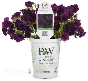 Supertunia Mini Vista Midnight Petunia hybrid