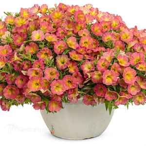 Supertunia® Persimmon Petunia hybrid