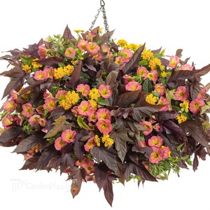 Supertunia® Persimmon Petunia hybrid