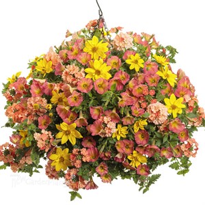 Supertunia® Persimmon Petunia hybrid