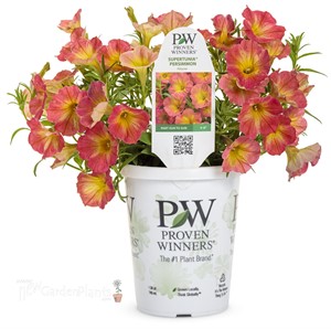 Supertunia® Persimmon Petunia hybrid