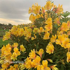 Alstroemeria 'Golden Tiara' PPAF