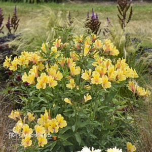 Alstroemeria 'Golden Tiara' PPAF