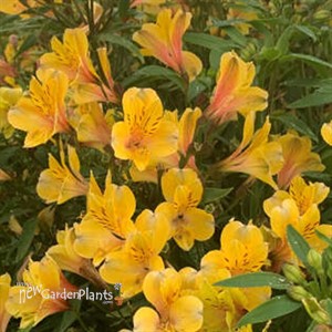 Alstroemeria 'Golden Tiara' PPAF
