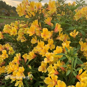 Alstroemeria 'Golden Tiara' PPAF