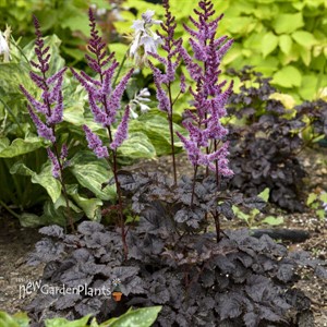 Astilbe 'Dark Side of the Moon' PPAF CPBRAF