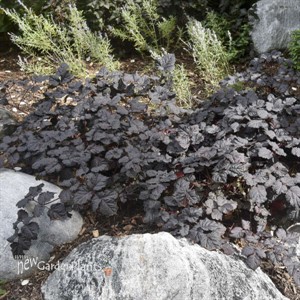 Astilbe 'Dark Side of the Moon' PPAF CPBRAF