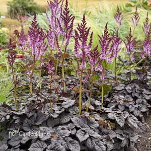 Astilbe 'Dark Side of the Moon' PPAF CPBRAF