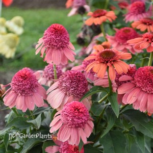 Echinacea 'Rainbow Sherbet' PPAF DOUBLE DIPPED™ Series