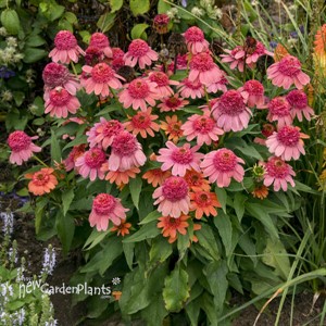 Echinacea 'Rainbow Sherbet' PPAF DOUBLE DIPPED™ Series