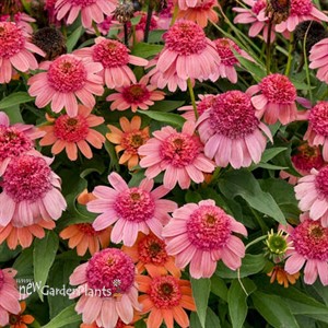 Echinacea 'Rainbow Sherbet' PPAF DOUBLE DIPPED™ Series
