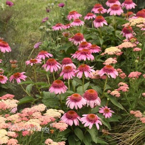 Echinacea 'Strawberry Mousse' PPAF DOUBLE DIPPED™ Series
