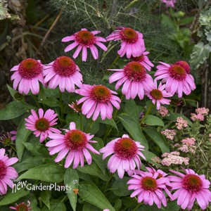 Echinacea 'Strawberry Mousse' PPAF DOUBLE DIPPED™ Series