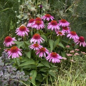 Echinacea 'Strawberry Mousse' PPAF DOUBLE DIPPED™ Series