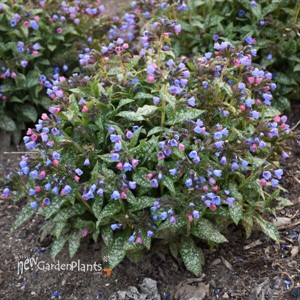 Pulmonaria 'Pink-a-Blue' PPAF CPBRAF