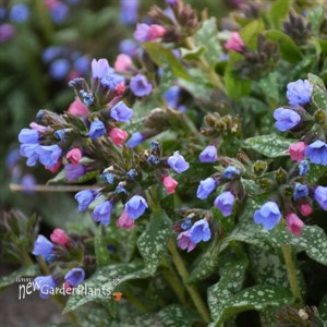 Pulmonaria 'Pink-a-Blue' PPAF CPBRAF