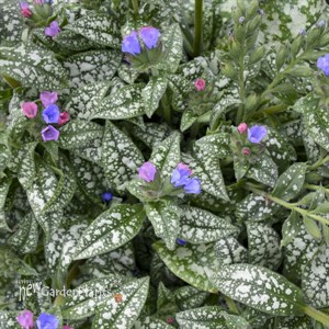 Pulmonaria 'Pink-a-Blue' PPAF CPBRAF