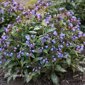 Pulmonaria 'Pink-a-Blue' PPAF CPBRAF