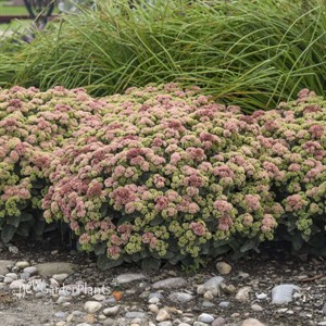 Sedum 'Coraljade' ROCK 'N GROW® Collection