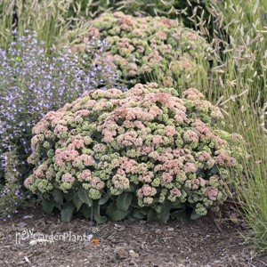 Sedum 'Coraljade' ROCK 'N GROW® Collection