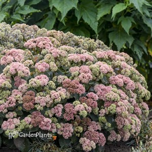 Sedum 'Coraljade' ROCK 'N GROW® Collection