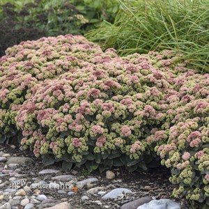 Sedum 'Coraljade' ROCK 'N GROW® Collection