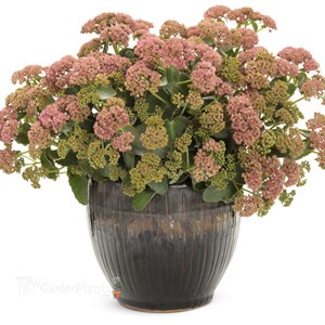 Sedum 'Coraljade' ROCK 'N GROW® Collection