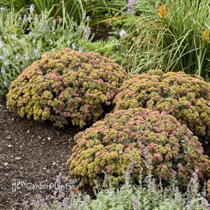 Sedum 'Coraljade' ROCK 'N GROW® Collection