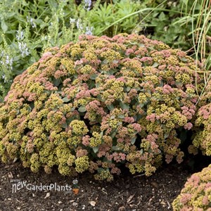 Sedum 'Coraljade' ROCK 'N GROW® Collection