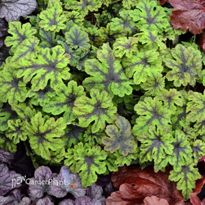 Tiarella 'Fingerpaint' Foamflower