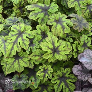 Tiarella 'Fingerpaint' Foamflower