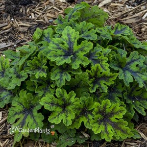 Tiarella 'Fingerpaint' Foamflower