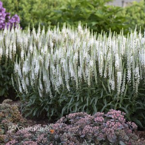 Veronica 'White Wands' MAGIC SHOW® Collection