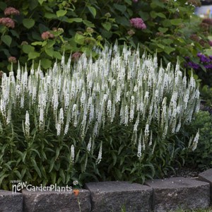 Veronica 'White Wands' MAGIC SHOW® Collection
