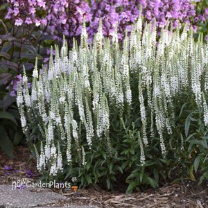 Veronica 'White Wands' MAGIC SHOW® Collection