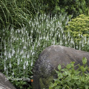 Veronica 'White Wands' MAGIC SHOW® Collection