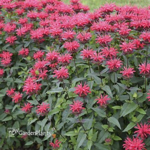 Monarda 'Red Velvet' UPSCALE Series