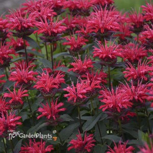 Monarda 'Red Velvet' UPSCALE Series