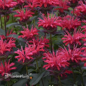 Monarda 'Red Velvet' UPSCALE Series