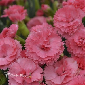Dianthus 'Classic Coral' FRUIT PUNCH® Series