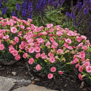Dianthus 'Classic Coral' FRUIT PUNCH® Series