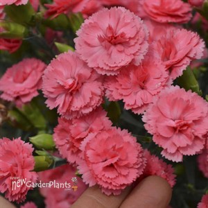 Dianthus 'Classic Coral' FRUIT PUNCH® Series