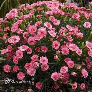 Dianthus 'Classic Coral' FRUIT PUNCH® Series