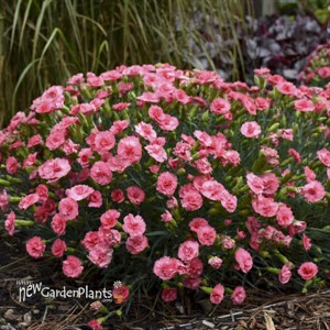 Dianthus 'Classic Coral' FRUIT PUNCH® Series
