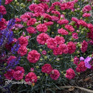 Dianthus 'Raspberry Ruffles' FRUIT PUNCH Series