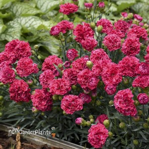 Dianthus 'Raspberry Ruffles' FRUIT PUNCH Series